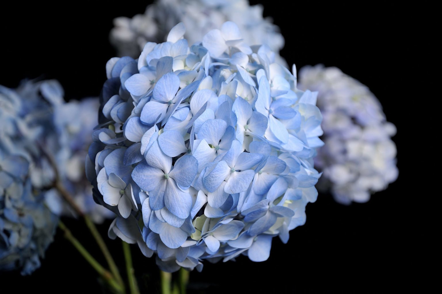 Гортензия (Hydrangea) - Kazan Flower School
