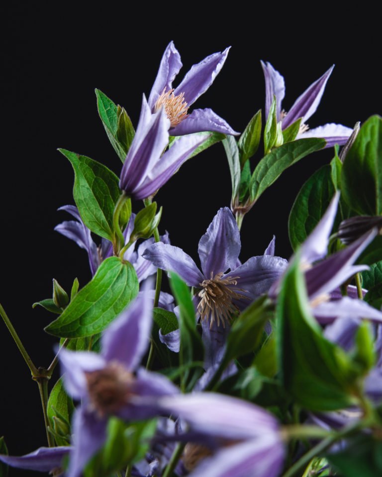 Клематис (Сlematis) - Kazan Flower School
