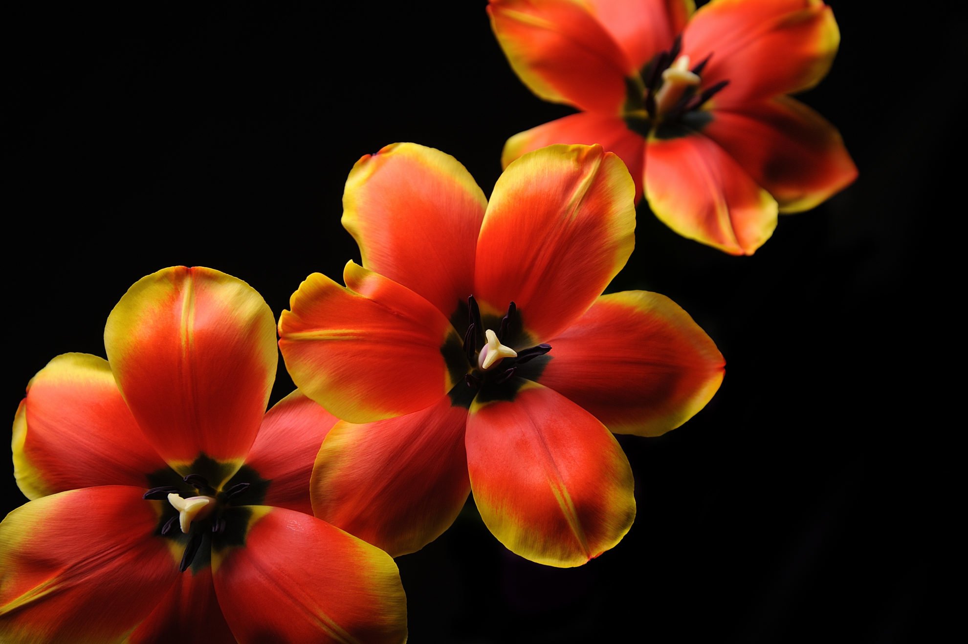 Тюльпан (Tulip) - Kazan Flower School